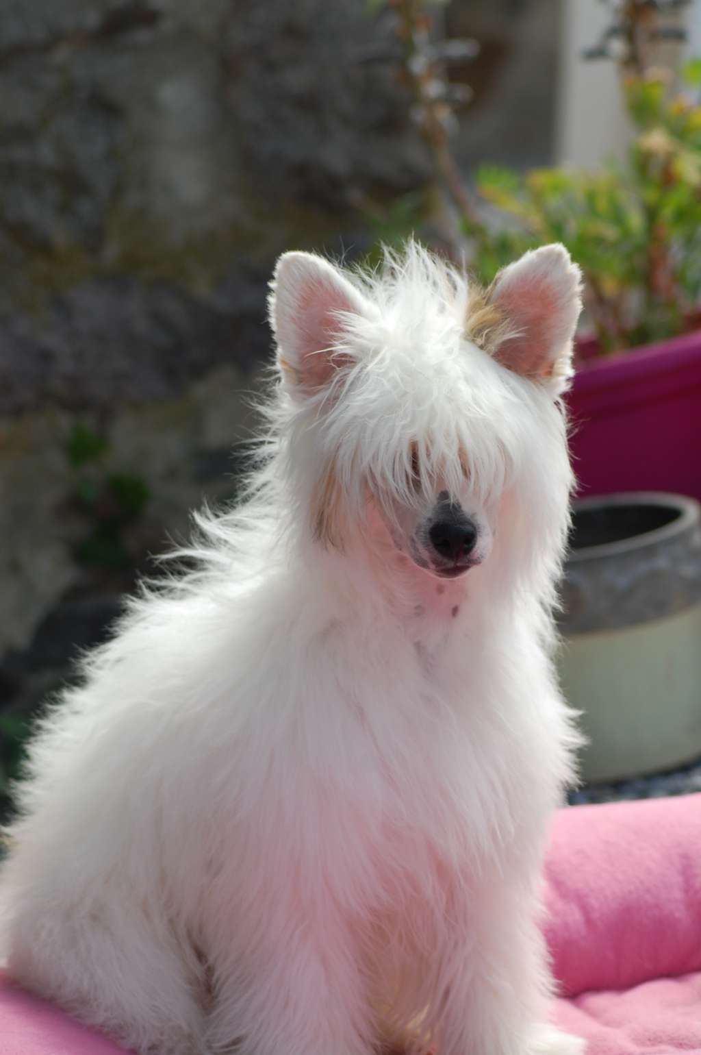 O'Vasco da gama Joyau de Brocéliande