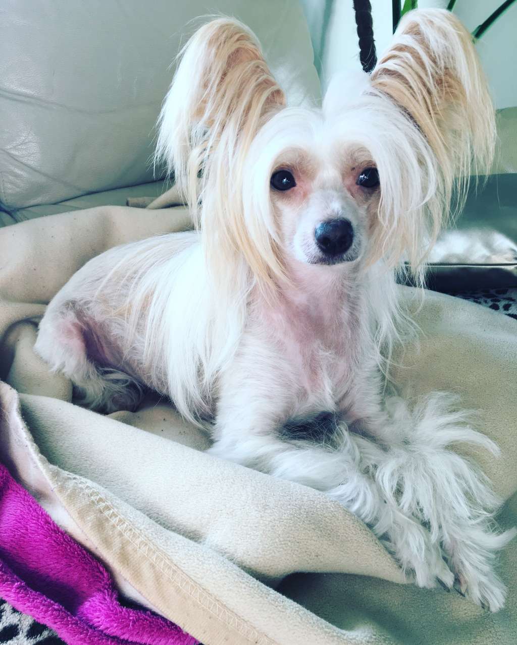 SnowWhite Blandus Marula