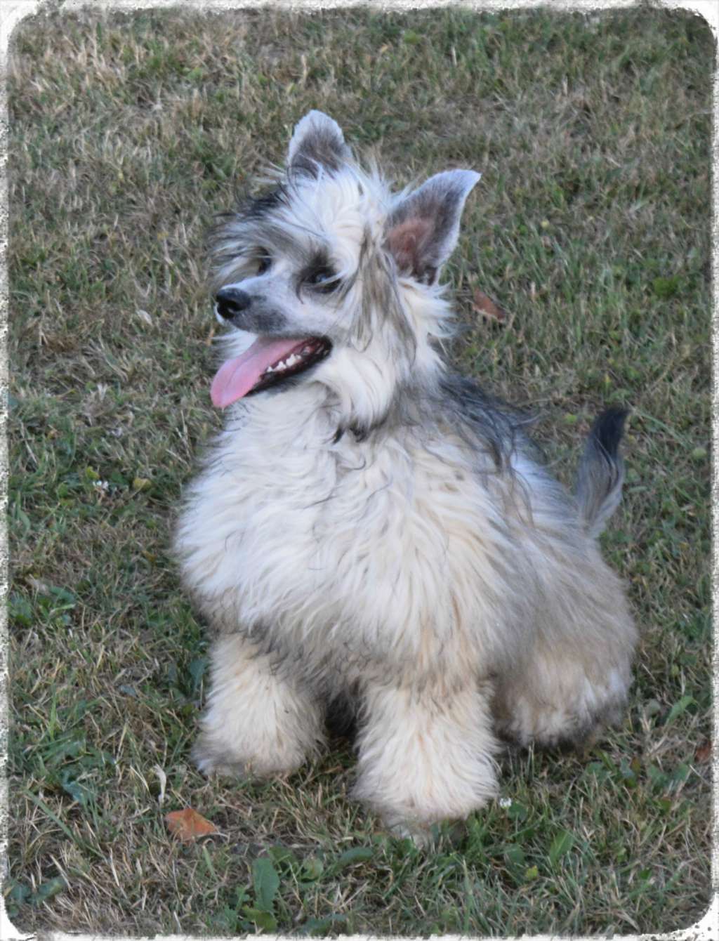 Finja vom Eifeldiamant