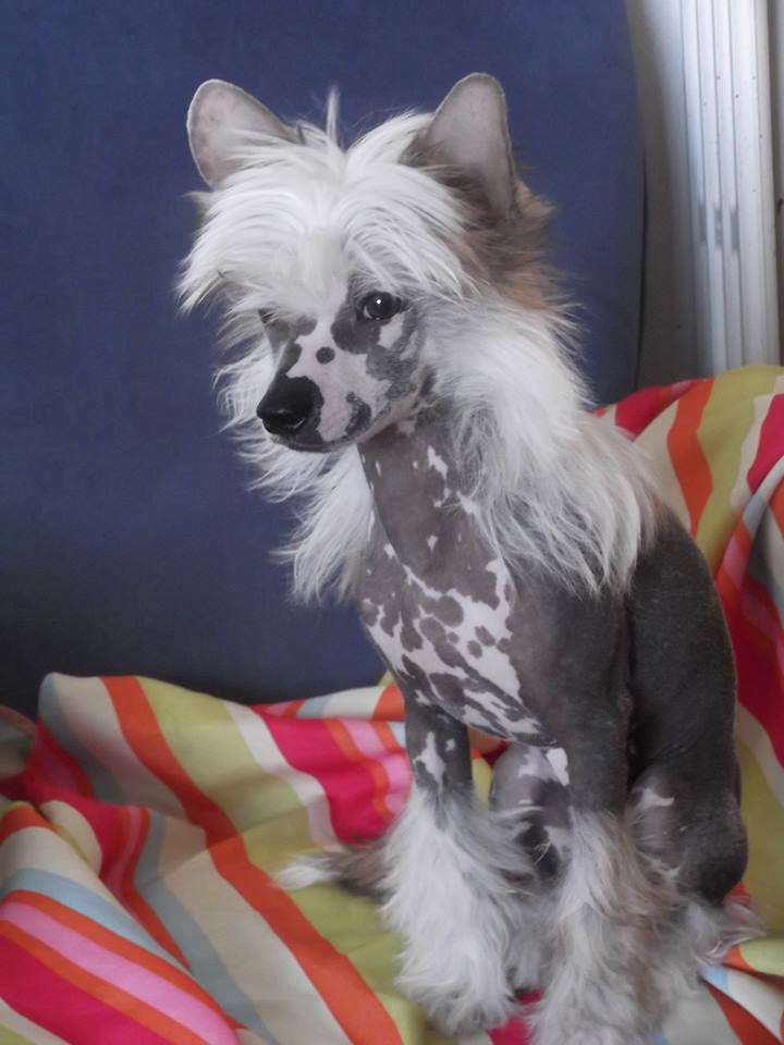 Jeepers Creepers des Zéphyrs de l'Olympe