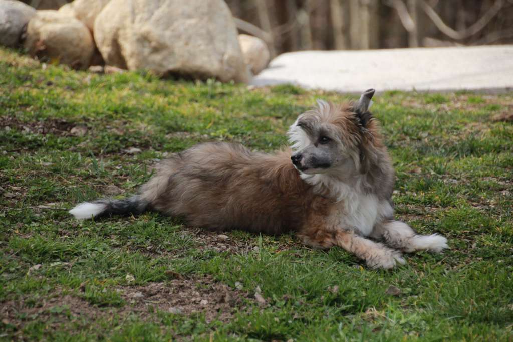 Jasper Dandy Doodle des Zéphyrs de l'Olympe