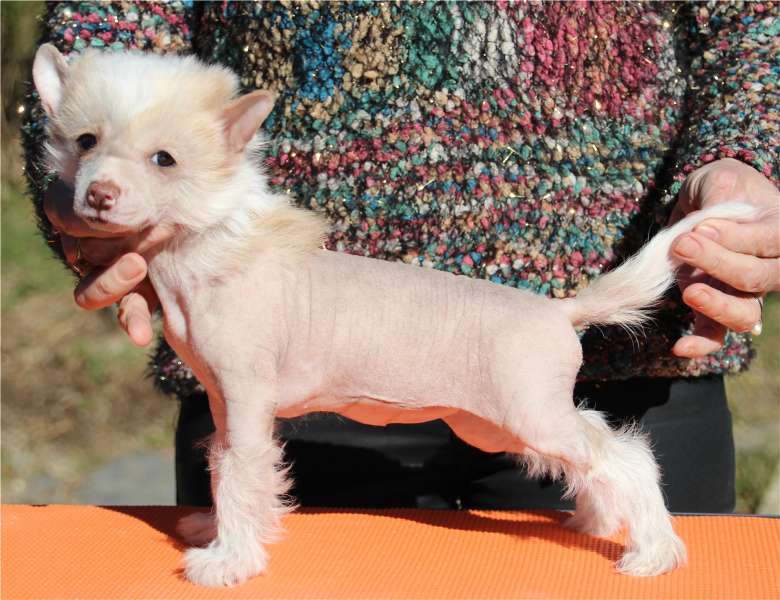 Jahia Lovely Panther des Zéphyrs de l'Olympe