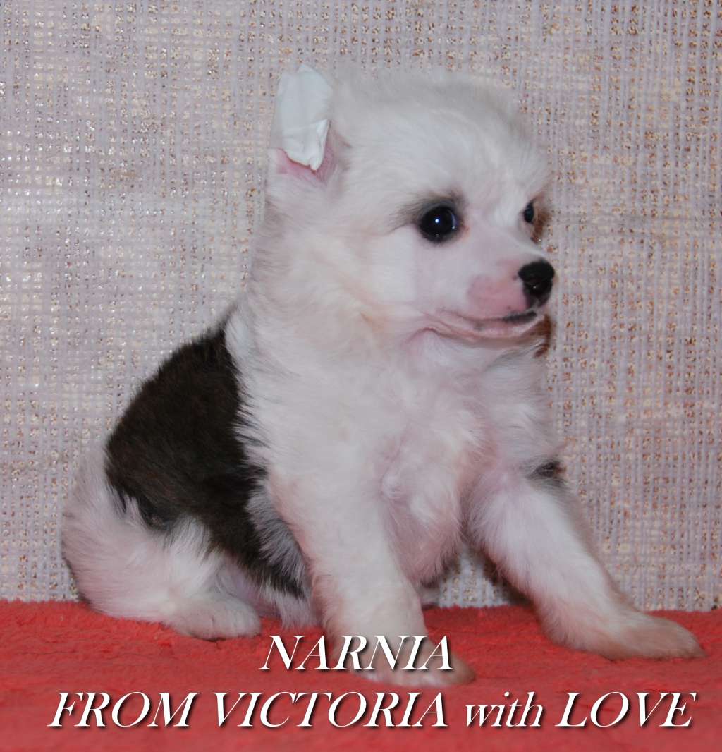 Narnia From Victoria With Love