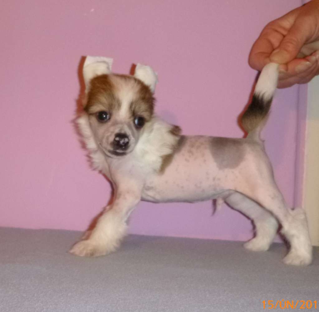 Aissi z Cerne Jarven