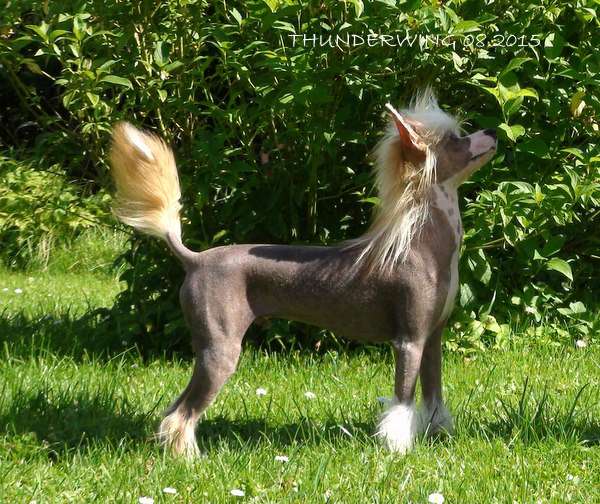 Thunderwing Shaved My Chest for You