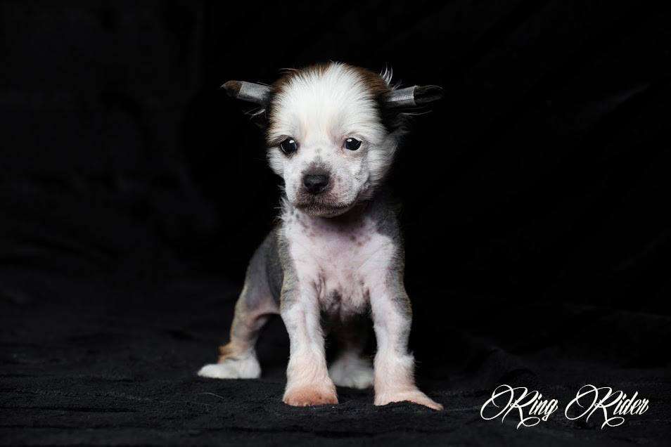 Ring rider Bruno Banani