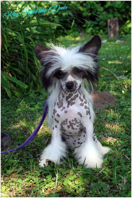 Ring rider baby Dooks