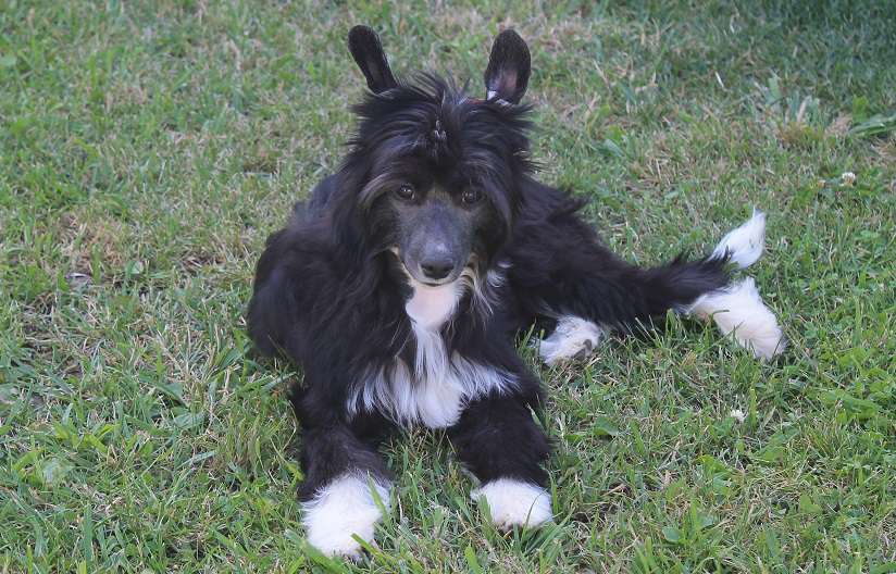 Del Terro Perros Valensiya Veles