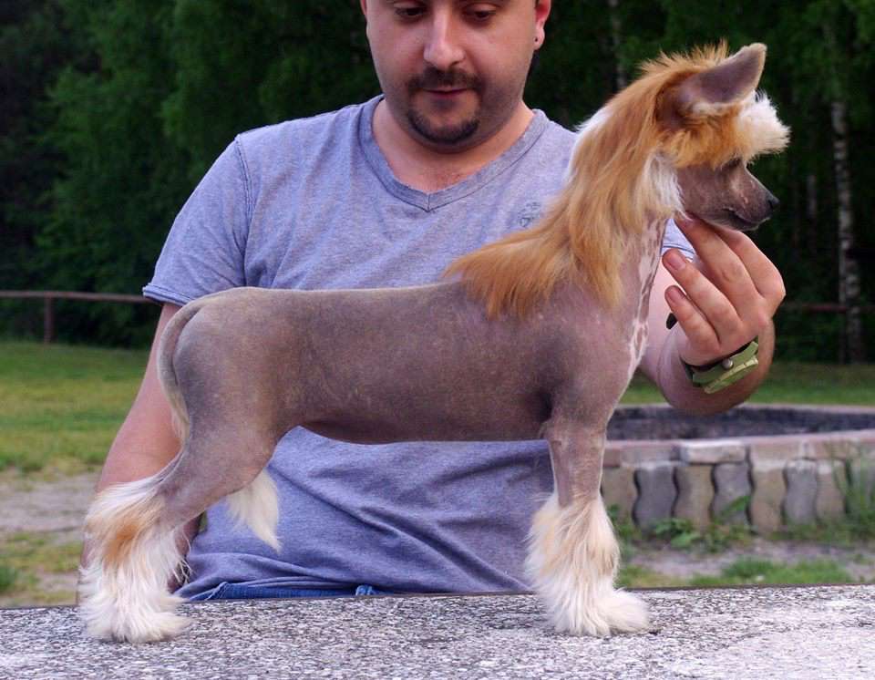 Astarte Gold Silent Dog