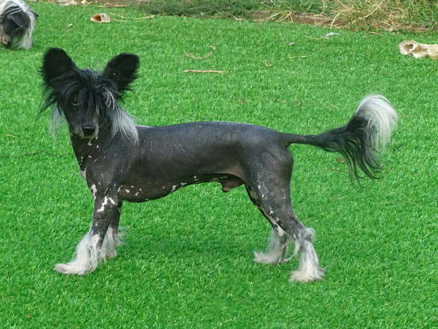 Lunacrest Fight for Hector