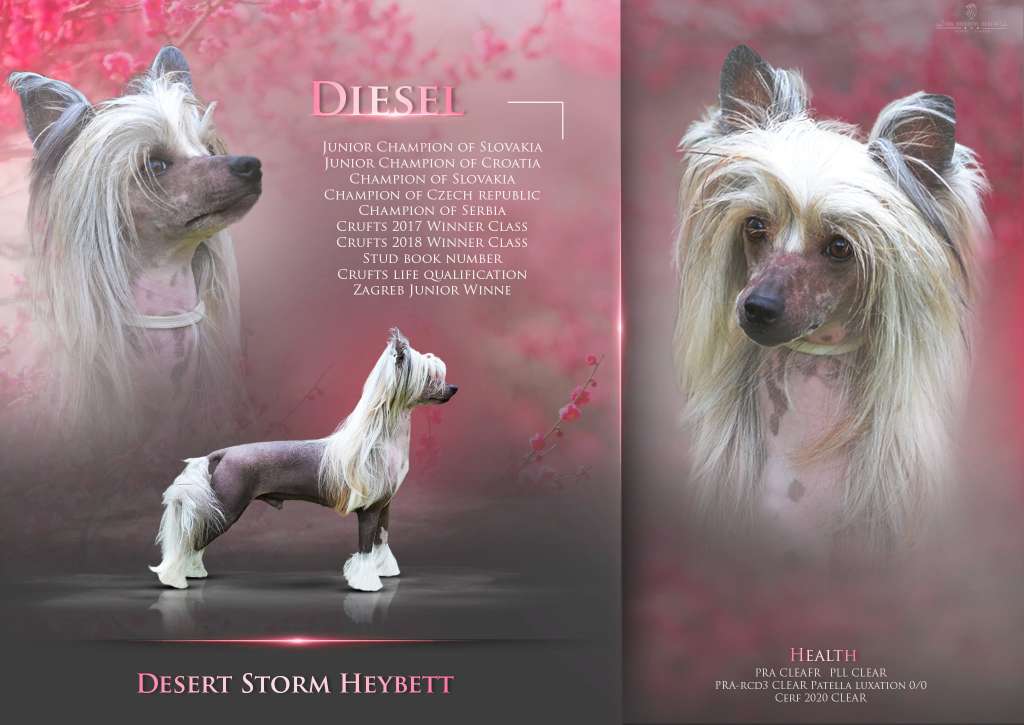 Desert Storm Heybett