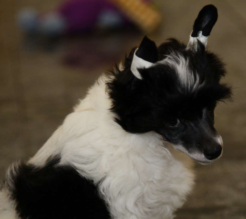 Premier Mari Zimnaya Vishnya