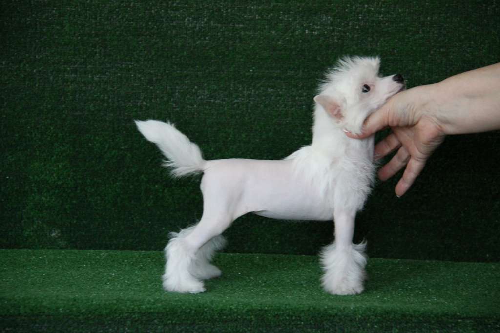 Zheneva-Debjut Normandiya