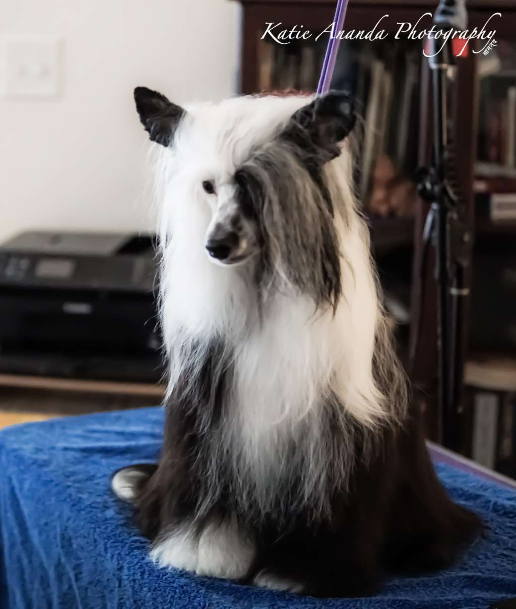 Mosaic Dark Side of the Moon @ Lotus