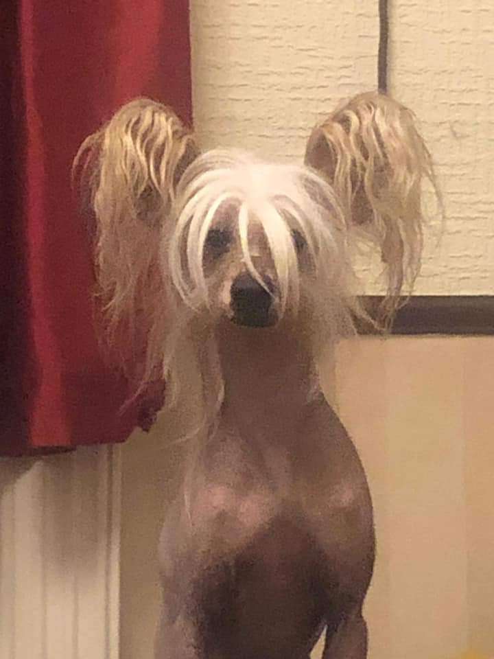 Scherzando Thunderball