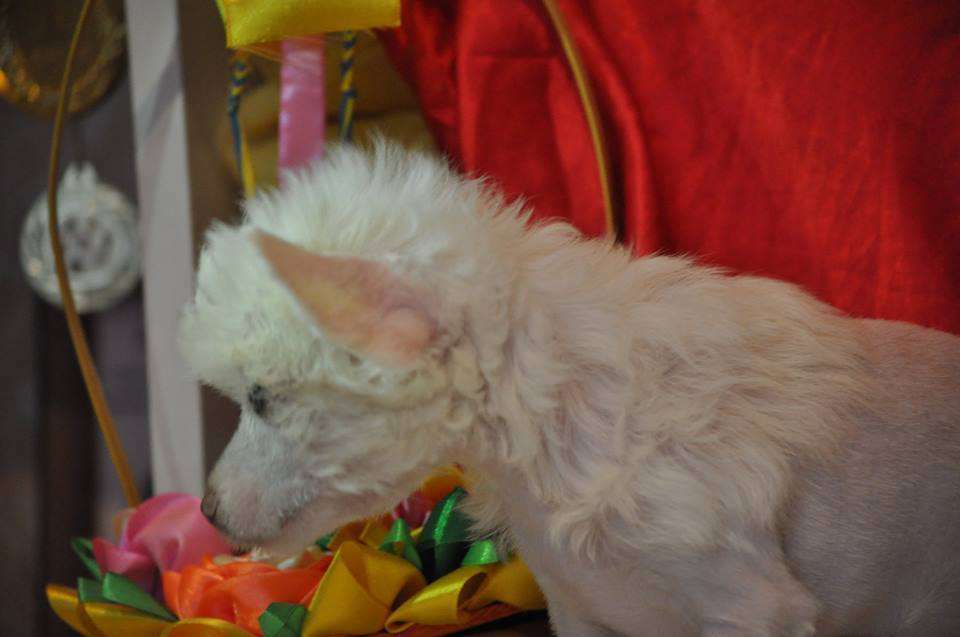 Zimniaya Skazka Dneprovskoye Solntse