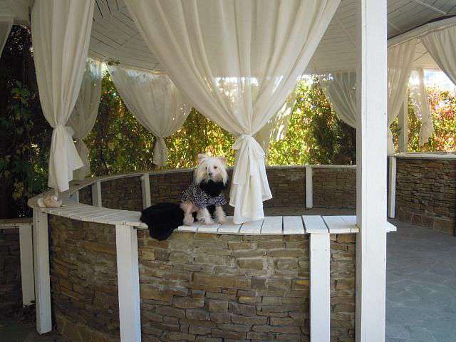 Glamorous Favorite Dneproskoye Solntse