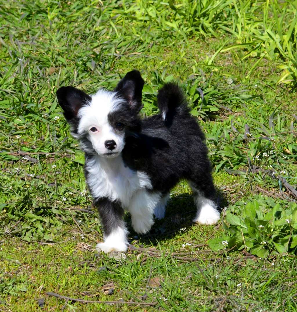 Legion Of Dream Zest