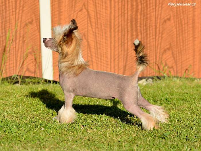 Daydream ze Zatopené chajdy