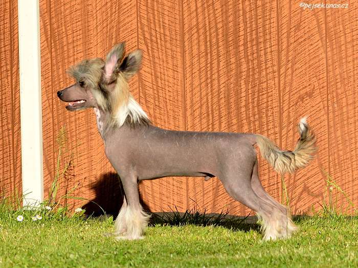 Elf ze Zatopené chajdy