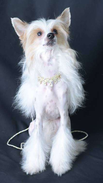 Bravo Olett Lititsiya