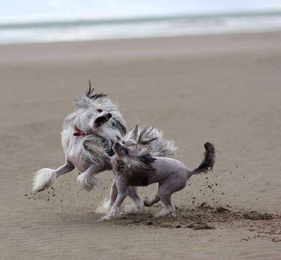 Tangelcrest  All Love Telimena