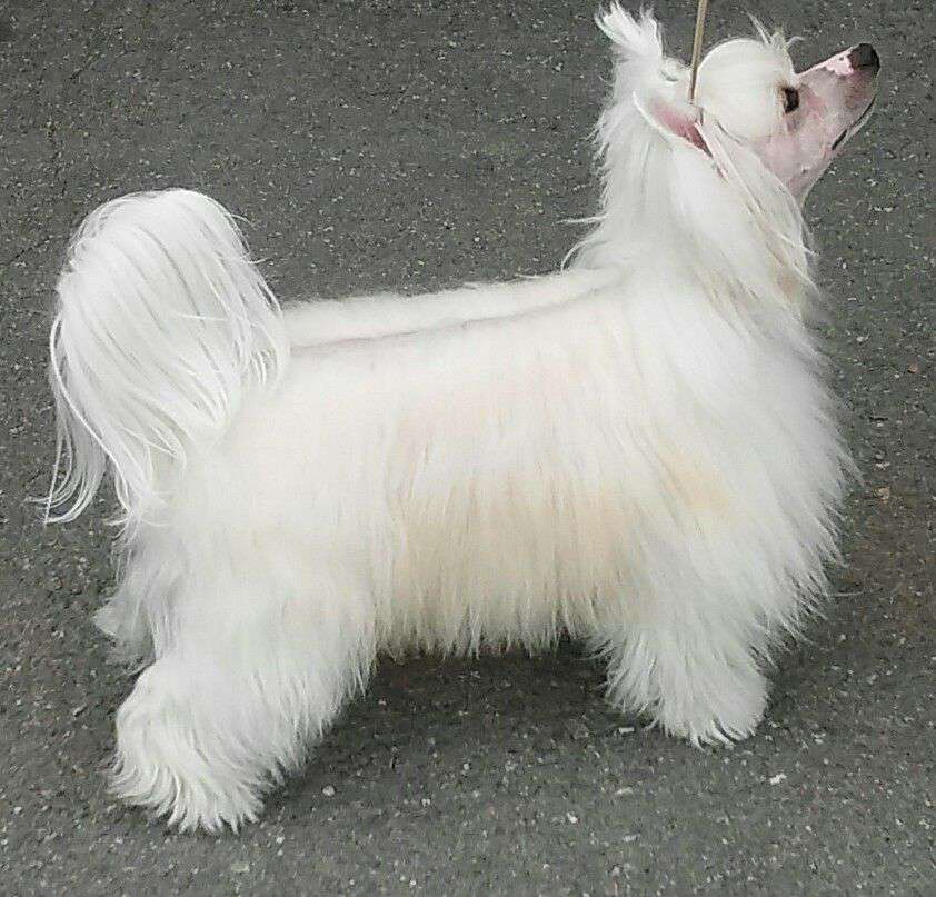 Rich Bitch von Shinbashi