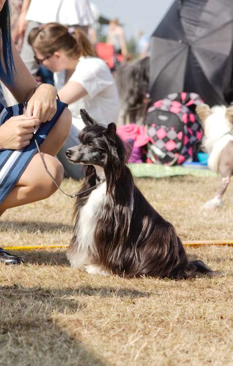 Tinted's Twice-Told Legend