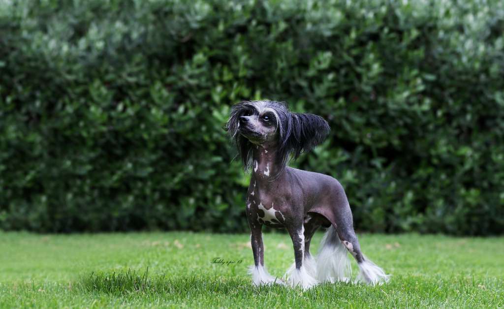 Silver Bluff Gran Torino