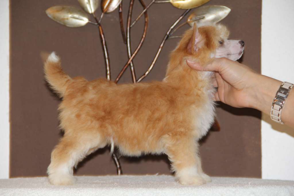 Felici Amici Caramello