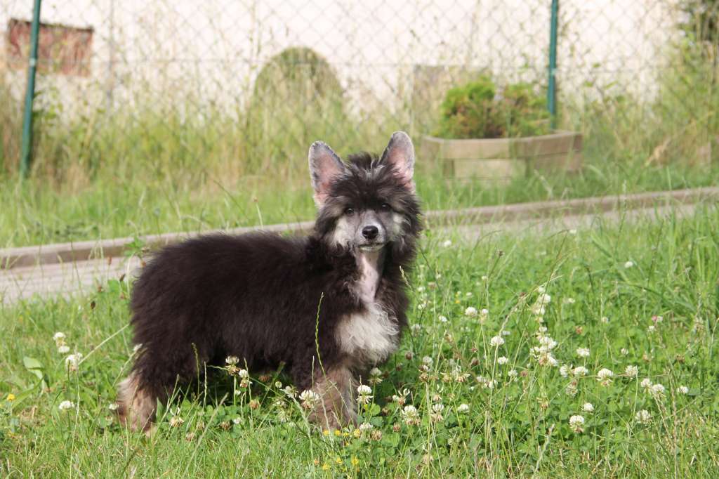 Felici Amici Cupcake