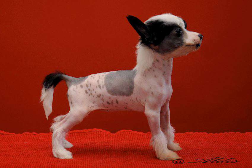 Dare to be Historical