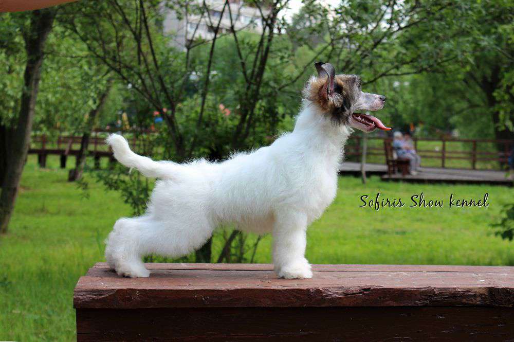 Sofiris Show Guado Al Tasso