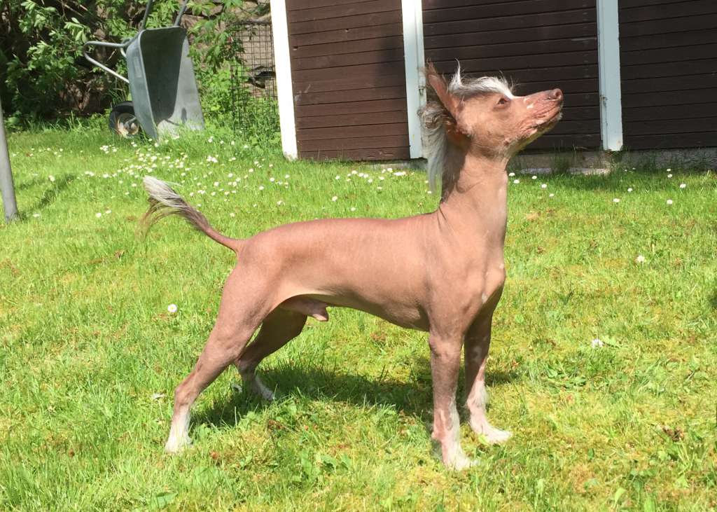 Burlesque Wham Bam Thank U Ma'am