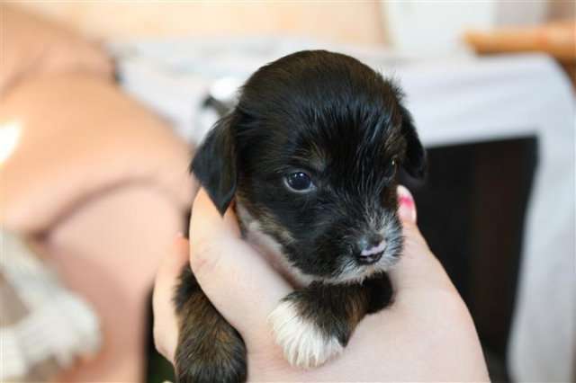 Twilight Diamond's Dobby