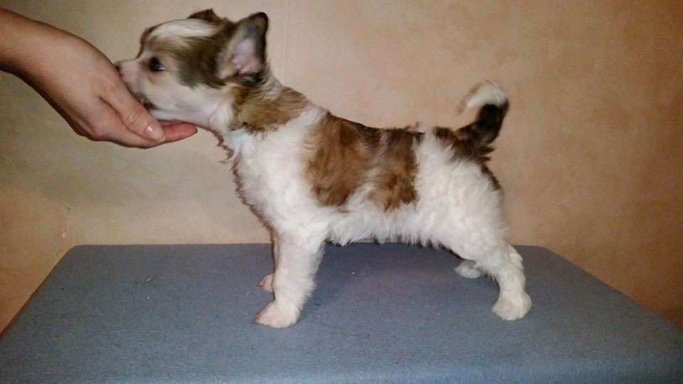 Pinky Twinky Mie Flippaan