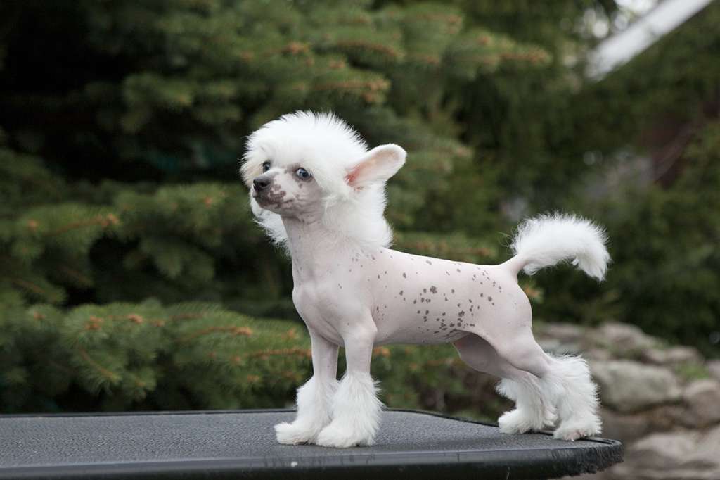 Touch Beauty Magical wish