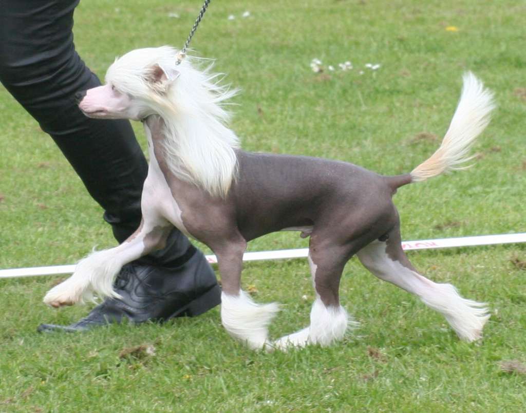 Crest'd Label Artic Light