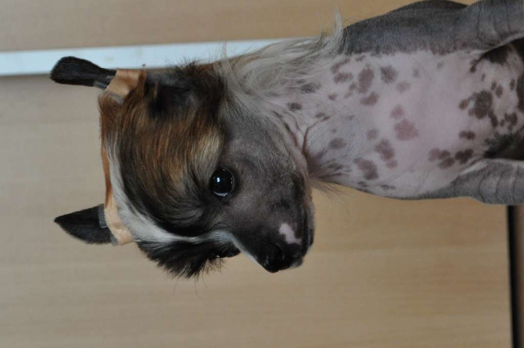 Bubbling Spirit Furby