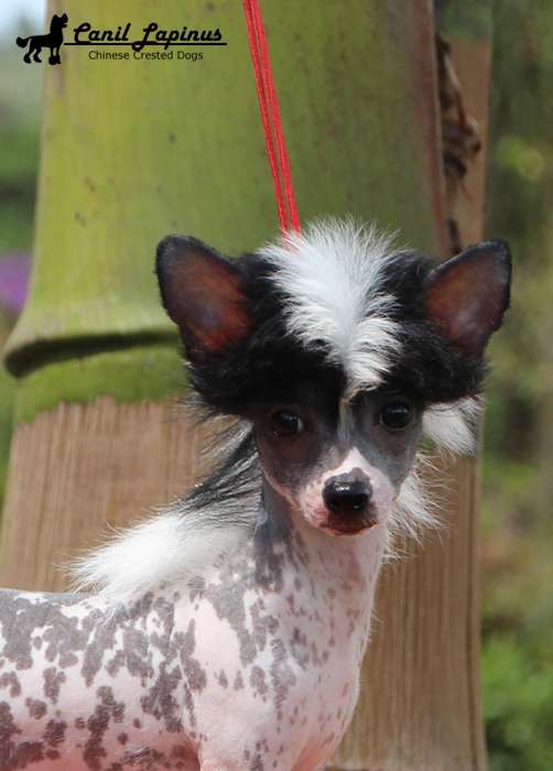 Lapinus Oh La Vache!