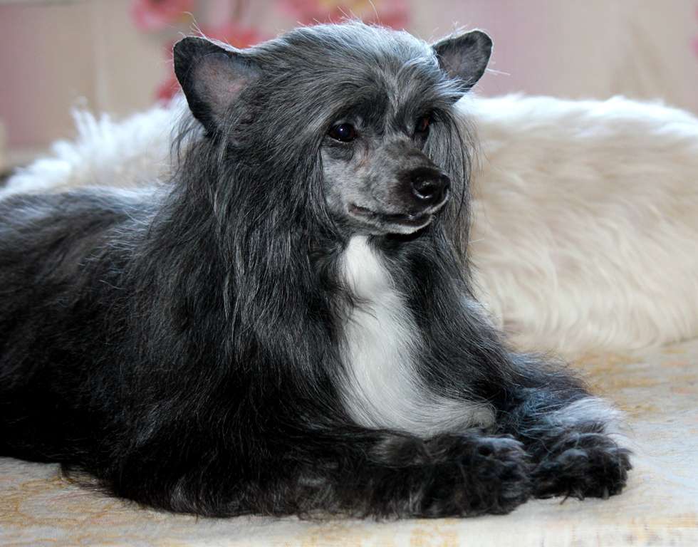 Utomlennaya   Solntsem  dlya   Liris