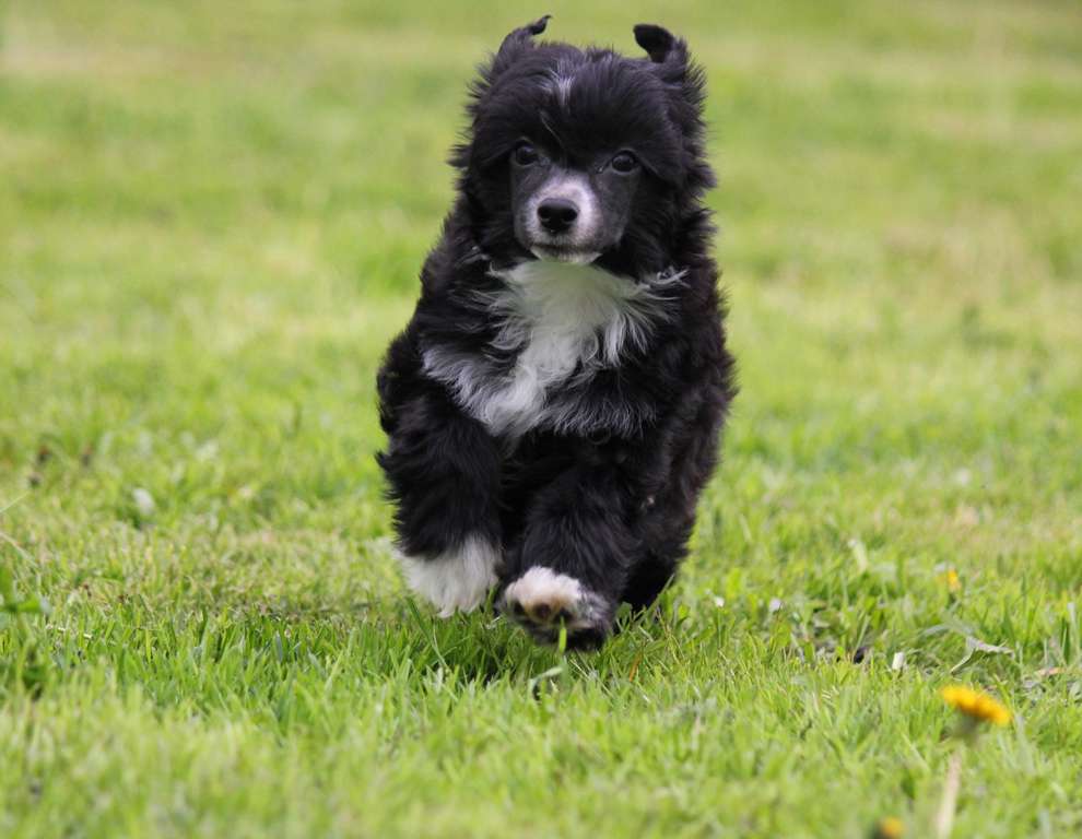 Uzumbarskaya Fialka dlya Liris