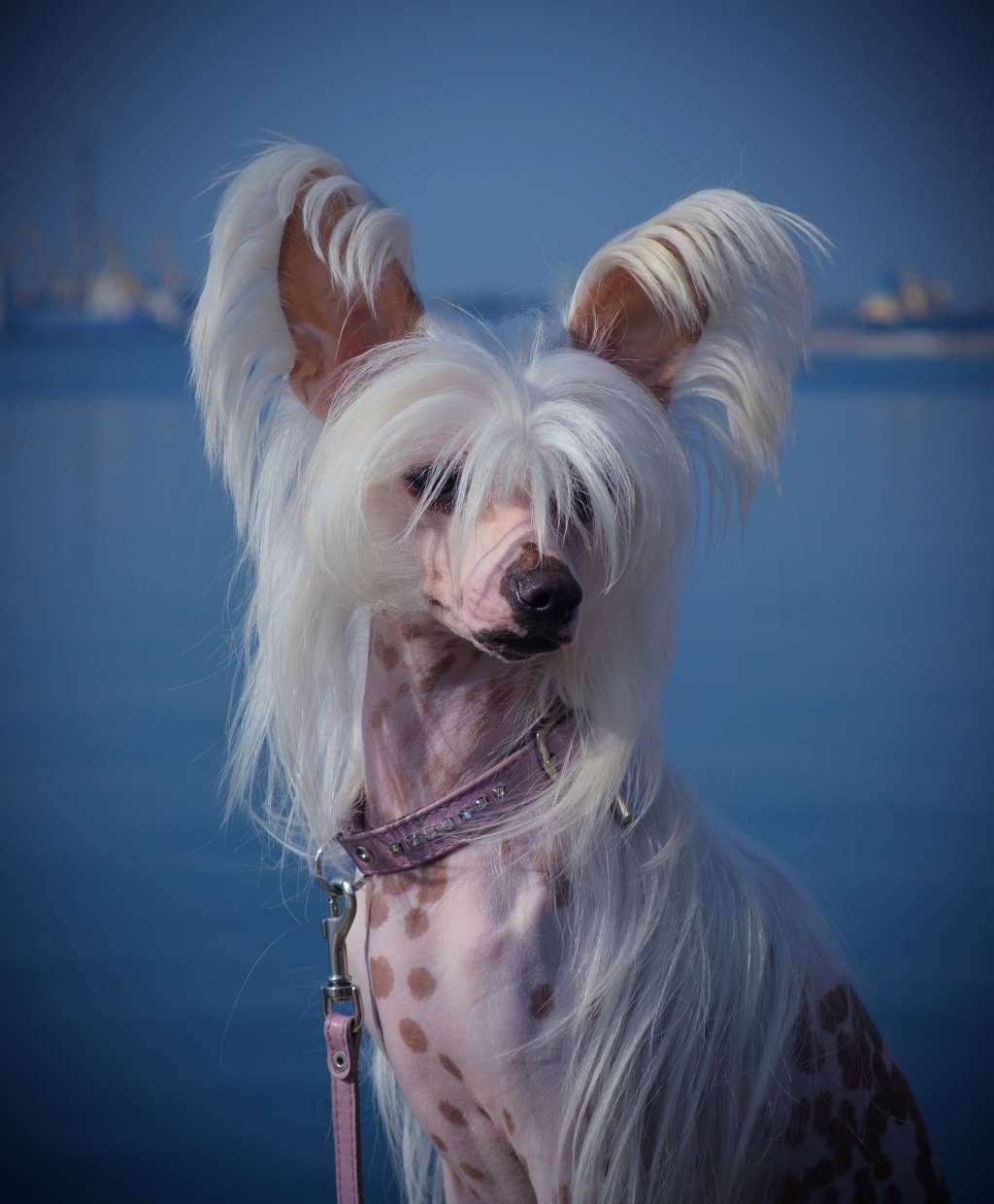 Ledi Zhaklin Iz Goroda Slavy