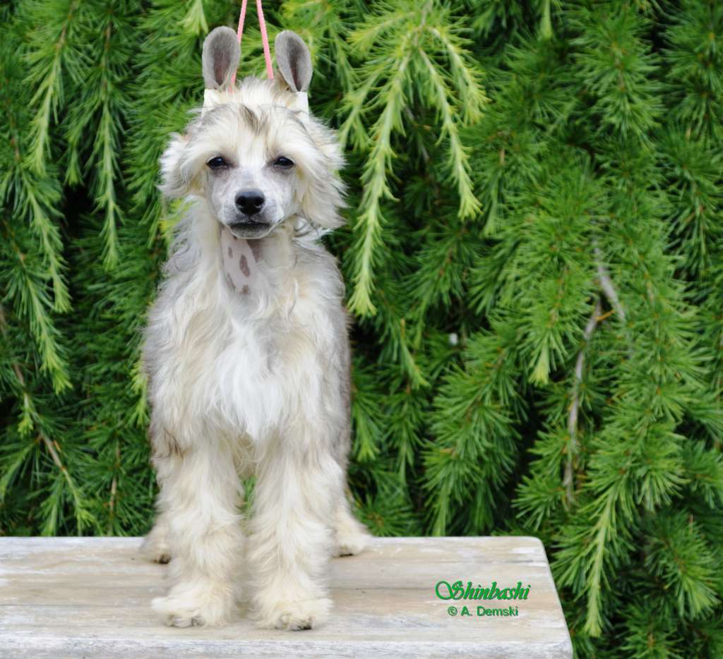 Snipes von Shinbashi