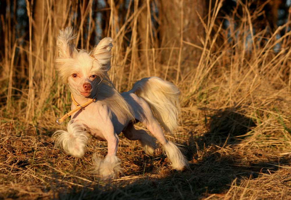 Sexiest Man Alive von Shinbashi