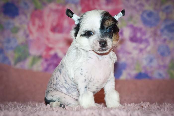 Status Imperial New Star