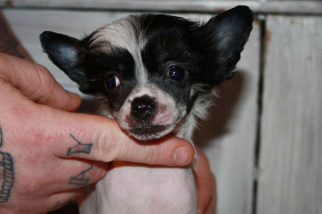 Love Bites Running Free