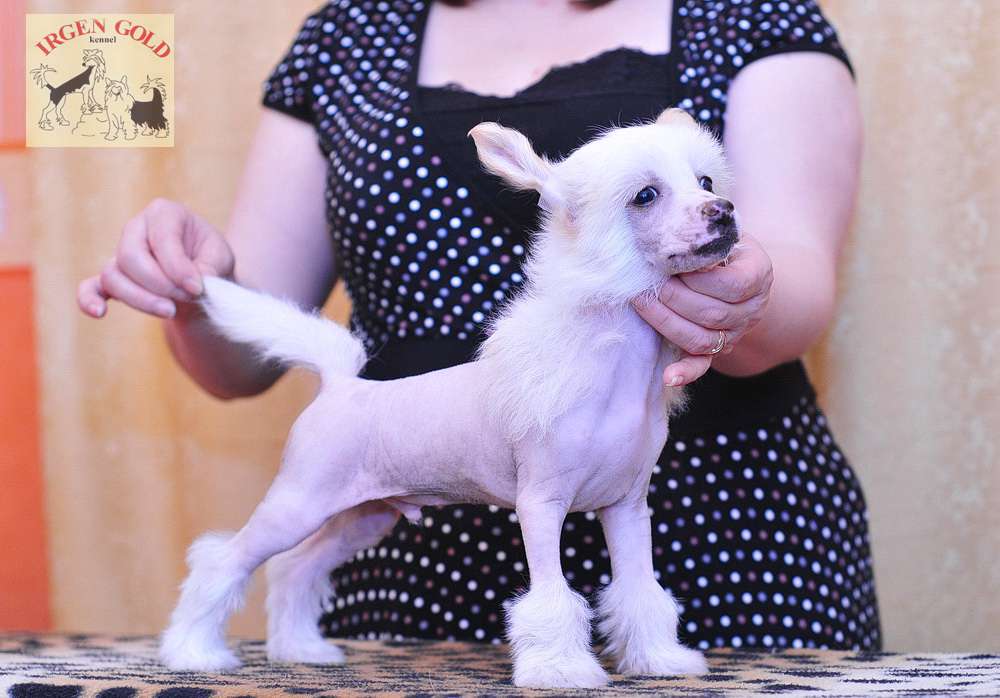 Irgen Gold Yves Montand