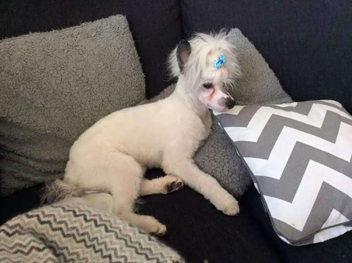 Super Crest's In It To Win It Jessi