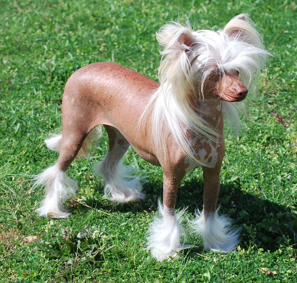 Little Dog Of Dream Lady Coffee